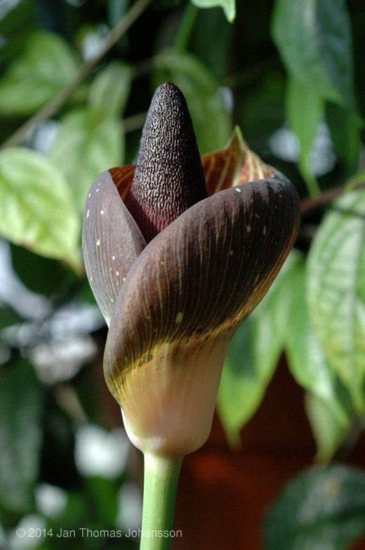 Аморфофаллус безлистный (Amorphophallus aphyllus)