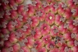 Аморфофаллус коньяк, женские цветки