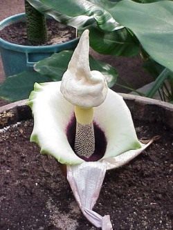 Аморфофаллус Прайна (Amorphophallus prainii) Аморфофаллус Прайна (Amorphophallus prainii)