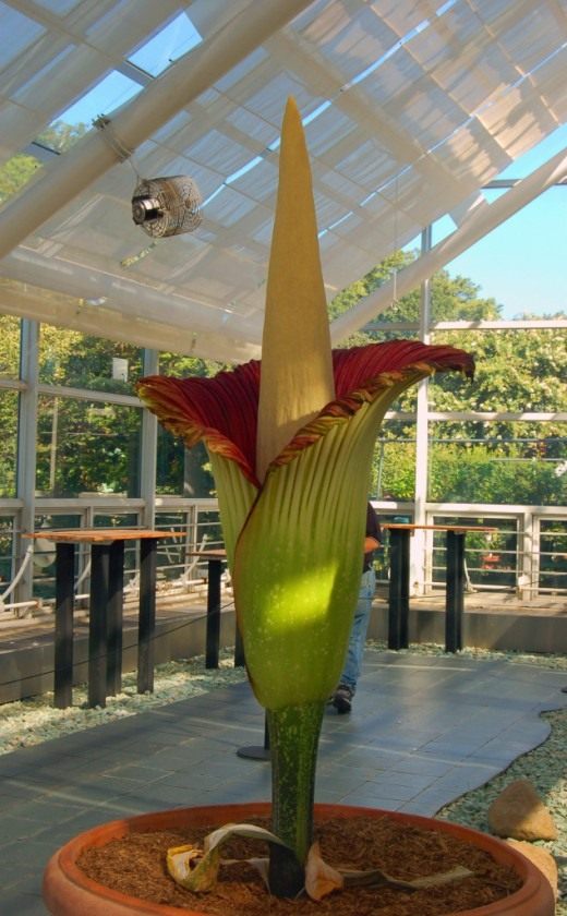 Аморфофаллус титанический (Amorphophallus titanum) Аморфофаллус титанический (Amorphophallus titanum)