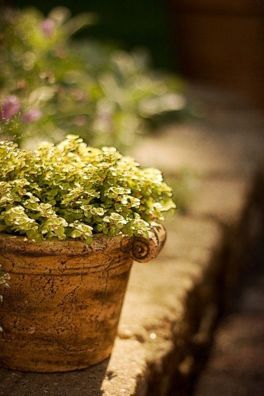 Солейролия Солейроля (Soleirolia soleirolii)