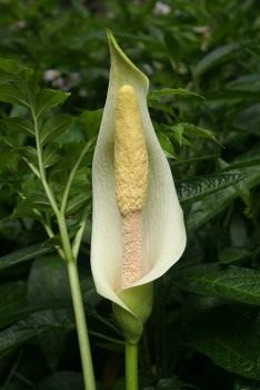 Аморфофаллус белый (Amorphophallus albus) Аморфофаллус белый (Amorphophallus albus)