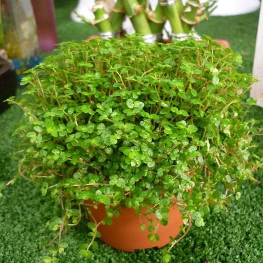 Солейролия Солейроля (Soleirolia soleirolii) Солейролия Солейроля (Soleirolia soleirolii)