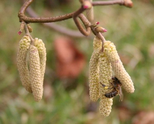 Лещина, орешник (Hazel)