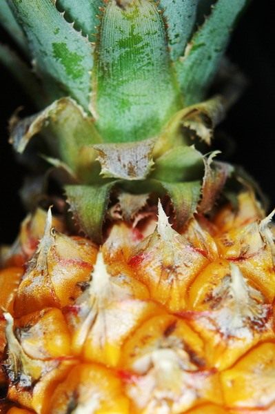 Ананас (Ananas)