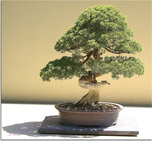 Бонсай (Bonsai)