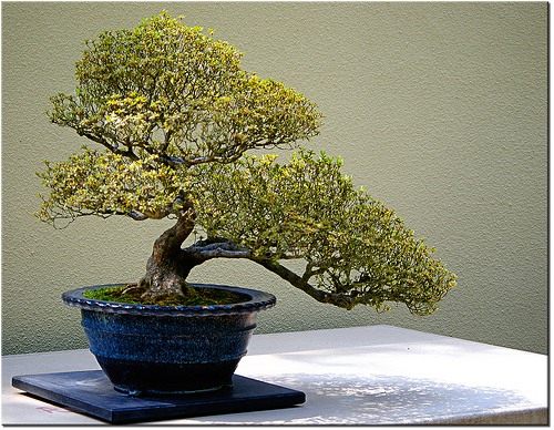 Бонсай (Bonsai)