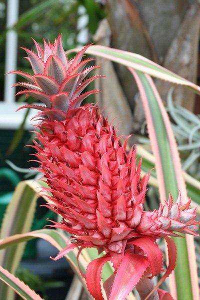 Ананас (Ananas)