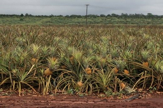 Ананас (Ananas)