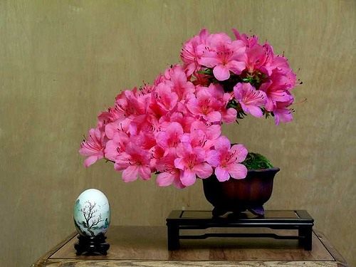 Бонсай (Bonsai)