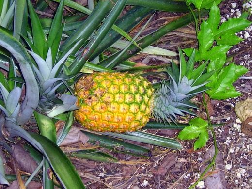 Ананас (Ananas)