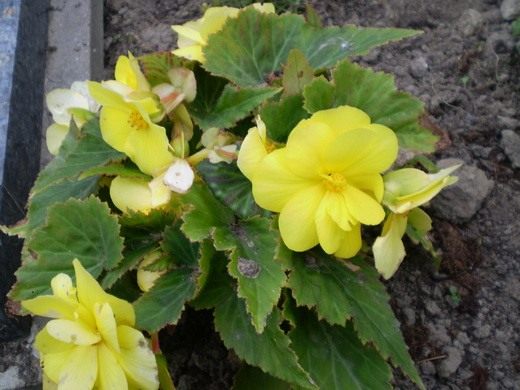 Бегония (Begonia)