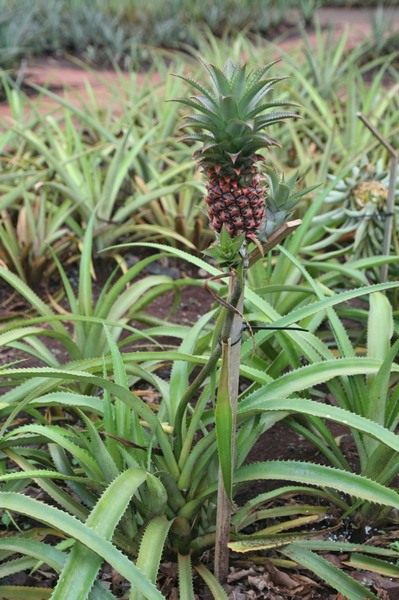 Ананас (Ananas)