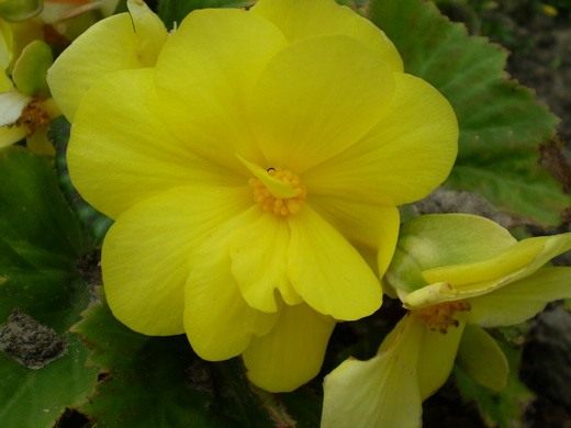 Бегония (Begonia)