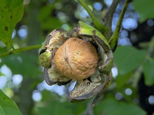 http://www.botanichka.ru/wp-content/uploads/2010/05/Juglans-regia-520x390.jpg