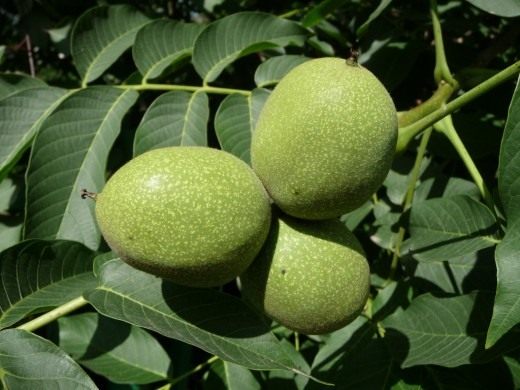 Орех грецкий (Juglans regia)