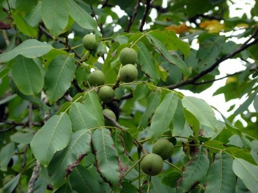 Орех грецкий (Juglans regia)
