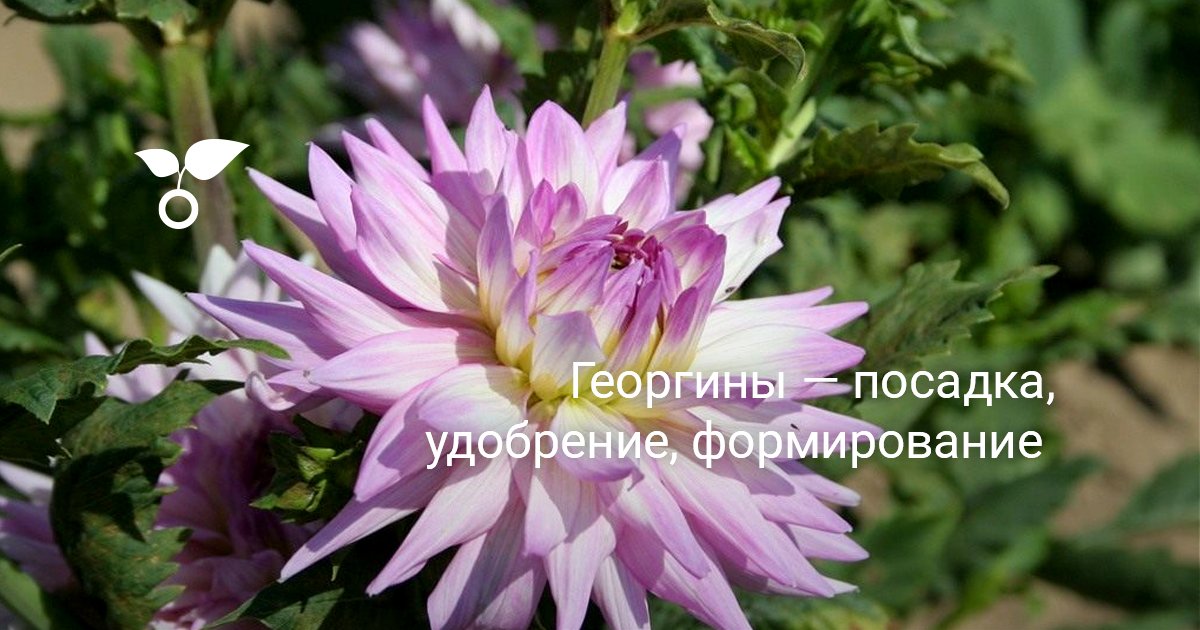 Комнатные растения грунт Комнатные растения грунт