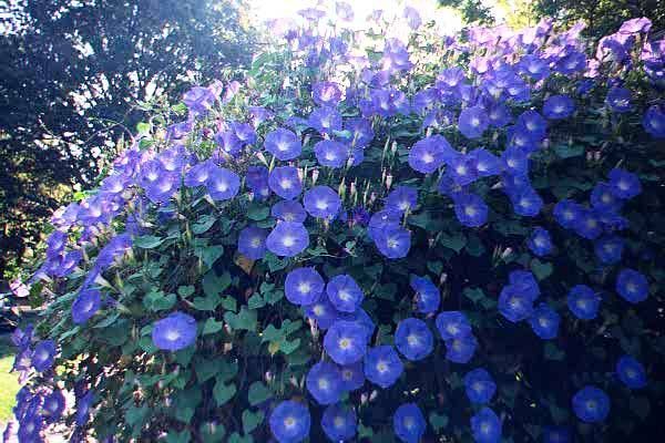 http://www.botanichka.ru/wp-content/uploads/2010/05/ipomoea-heavenly-blue-2.jpg