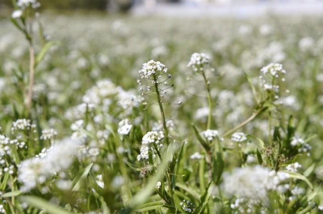 Пастушья сумка обыкновенная, или Сумочник пастуший (Capsella bursa-pastoris) Пастушья сумка обыкновенная, или Сумочник пастуший (Capsella bursa-pastoris)