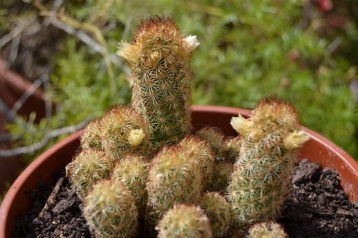 Маммиллярия удлиненная (Mammillaria elongata)