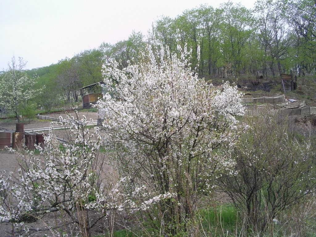 Посадка войлочной вишни и уход в Посадка войлочной вишни и уход в