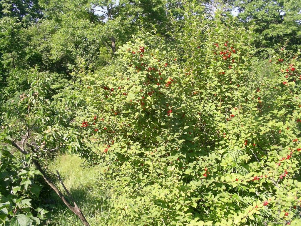 Комнатный цветок меланхолия Комнатный цветок меланхолия