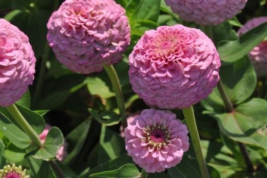 Цинния, сорт 'Oklahoma Pink' Цинния, сорт 'Oklahoma Pink'