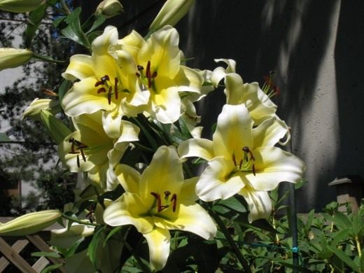  "Conca d'Or".    - (Lilium "Conca d'Or". OT-hybrids)