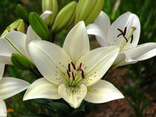  "Eyeliner".  - (--) (Lilium "Eyeliner". LA-hybrids)
