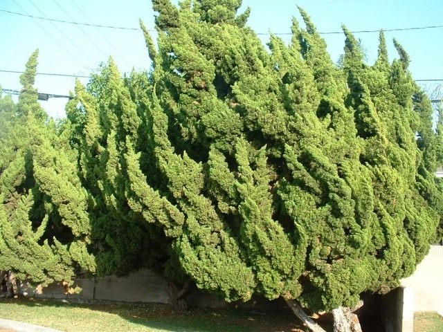 Можжевельник китайский (Juniperus chinensis) Можжевельник китайский (Juniperus chinensis)