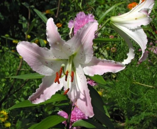 " ".      (Lilium "Marco Polo". Oriental Hybrids)