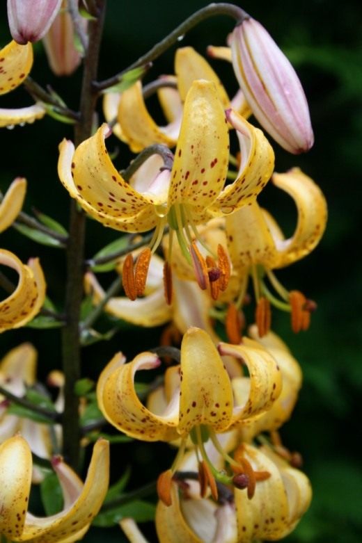  "Mrs. R.O.Backhouse".    (Lilium "Mrs. R.O.Backhouse". Martagon Hybrids)