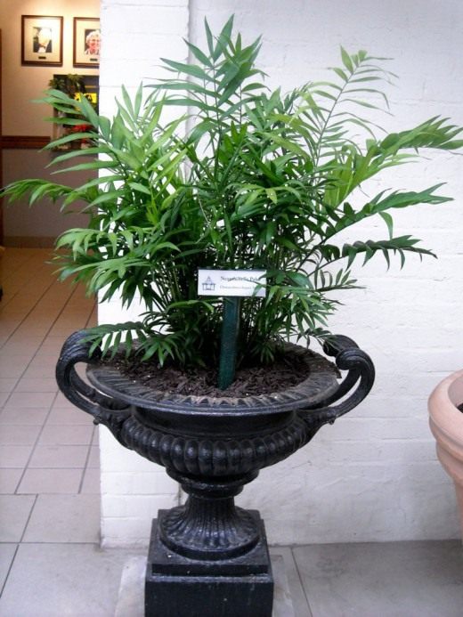 Хамедорея изящная (Chamaedorea elegans) Пальма Хамедорея изящная (Chamaedorea elegans)