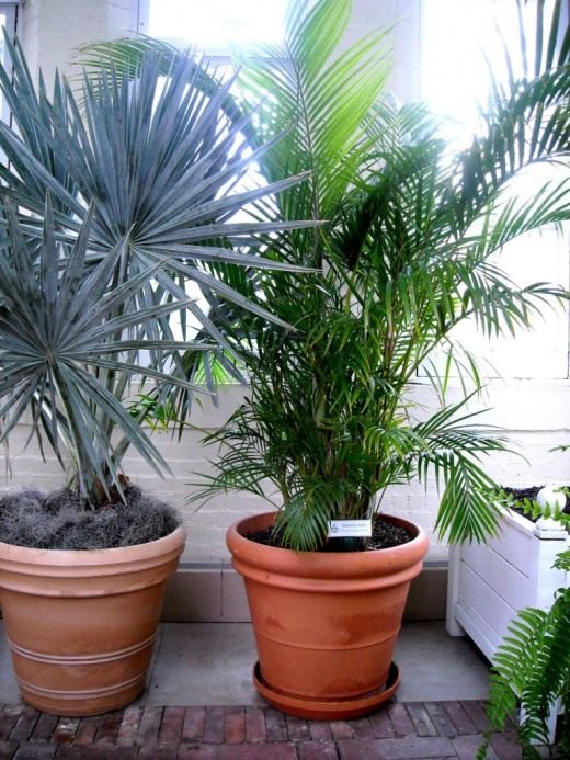 Дипсис желтоватый (Dypsis lutescens)