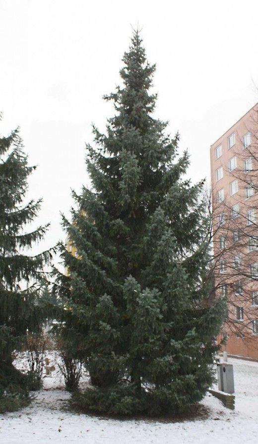 Ель обыкновенная, или Ель европейская Ель сербская, или Балканская ель