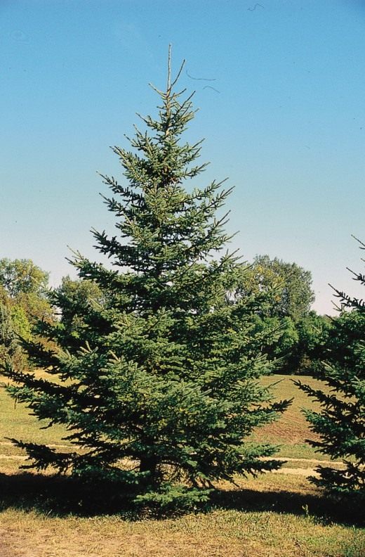 White-Spruce-520x792.jpg