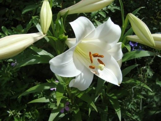  "Zanlotriumph",      ""  "White Triumphator".    (Lilium "Zanlotriumph". LO-hybrids)