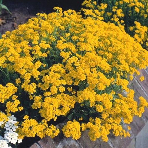 ������� "������� �����"