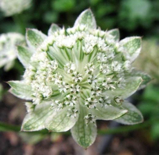 http://www.botanichka.ru/wp-content/uploads/2010/10/Astrantia-520x505.jpg