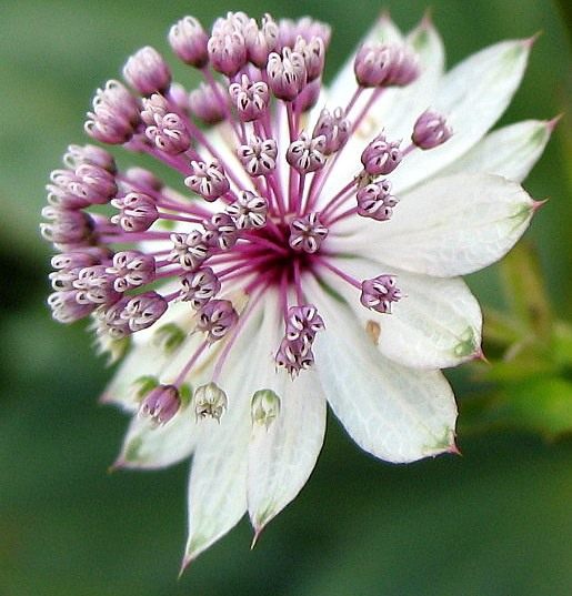 Астранция (Astrantia)