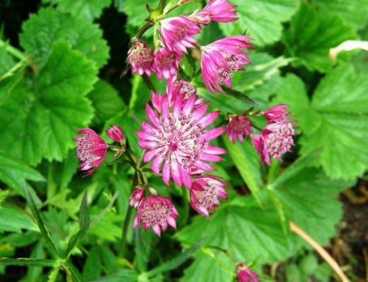Астранция (Astrantia)