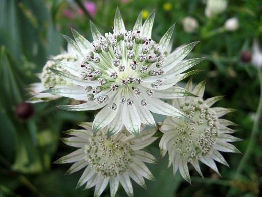 Астранция (Astrantia)