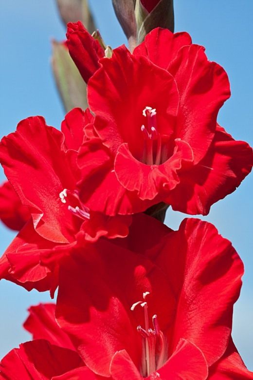 Гладиолус (Gladiolus)