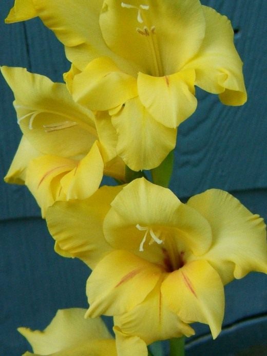 Гладиолус (Gladiolus)