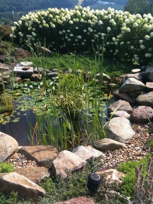 Декоративный водоем (Decorative pond)