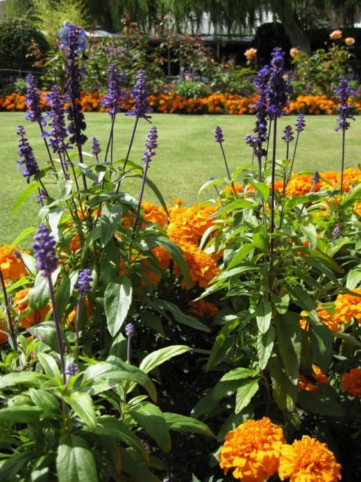 Цветник (Flower garden)
