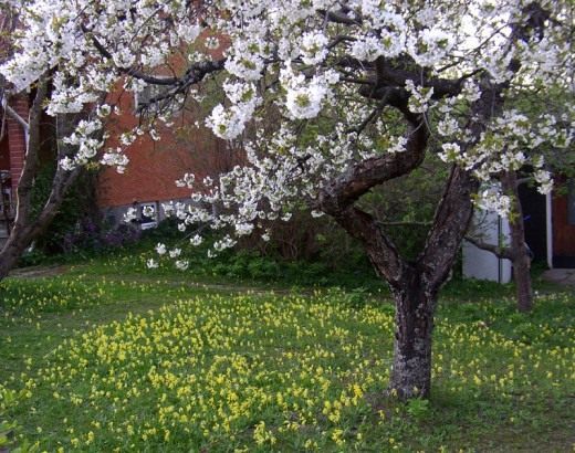 Цветы в саду (Flowers in the Garden)
