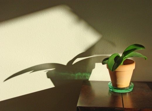 Комнатное растение (Houseplant)