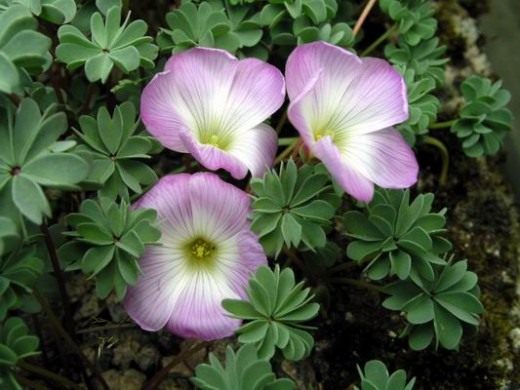 Кислица, Оксалис (Oxalis)